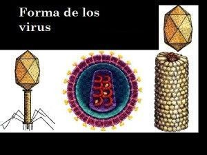 Forma de virus