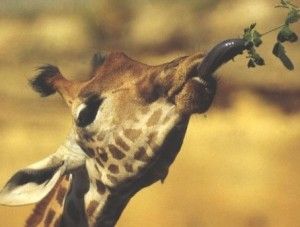 Alimentación de las jirafas