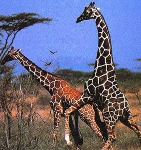 La reproducción de las jirafas