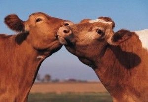 Sentimientos de vacas