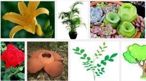 Características de las plantas