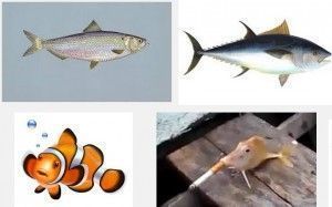 Características de peces
