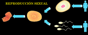 reproducción sexual