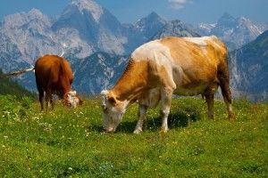 Caracteristicas de las vacas