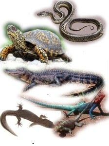 Tamaños de reptiles