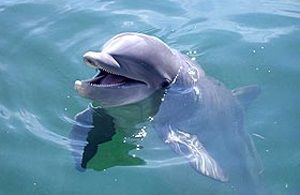 caracteristicas de los delfines