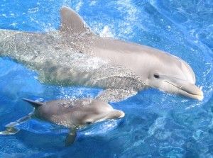 crías de delfin