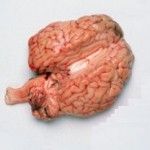 Cerebro de los mamíferos